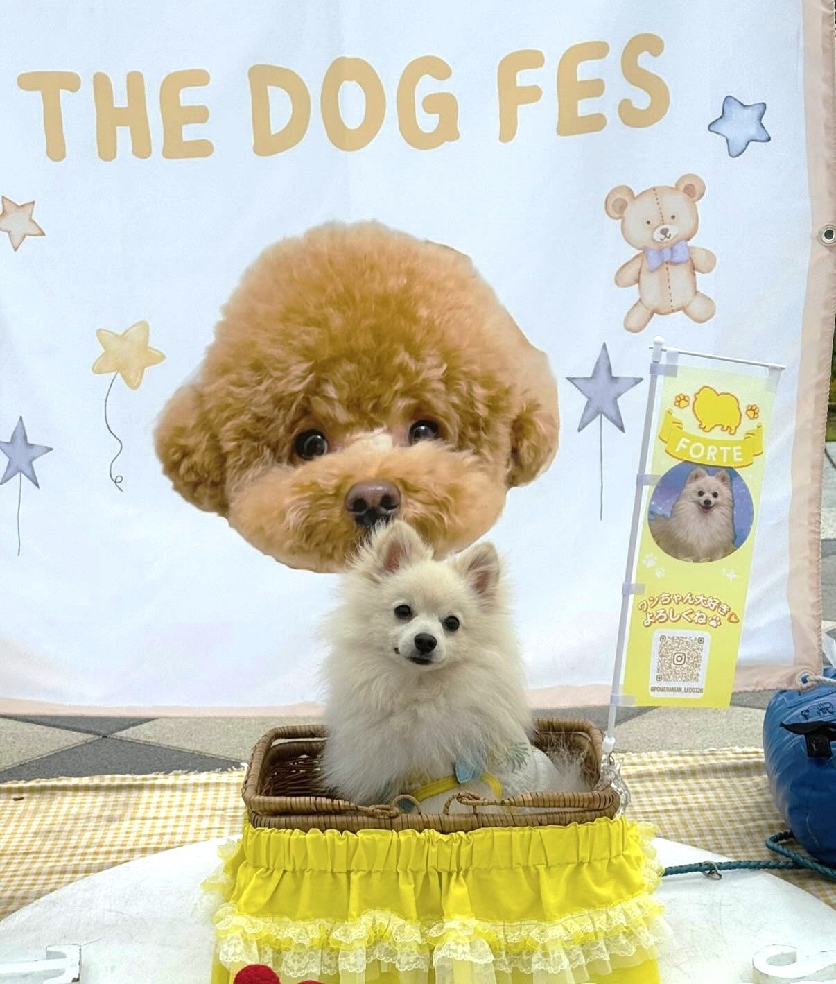 フォルテちゃん